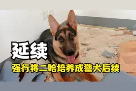 强行将二哈培养成警犬后续，延续和不拆2.0！是狗的问题还是人？视频封面