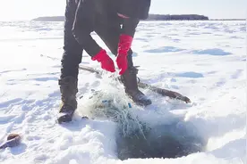 破冰捕捉到的都是山鲶鱼，学名江鳕鱼，这种冷水鱼热的地方看不到视频封面