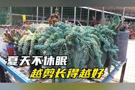 夏天也能爆盆的多肉，千万别心疼，越剪长得越快，关键是不休眠