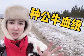 草原种牛血统堪比黄金?1分钟500块配几十头母牛,什么牛被竞拍50万
