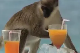 猴子偷喝游客的鸡尾酒，喝醉之后秒变酒鬼，镜头记录搞笑过程