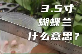 3.5寸蝴蝶兰是什么意思？多大尺寸？视频封面
