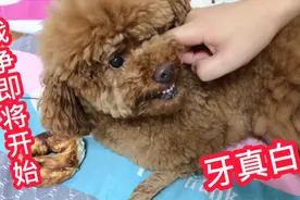 20斤胖泰迪终于有不吃的东西了，还呲牙要咬主人，这狗狗不能要了视频封面