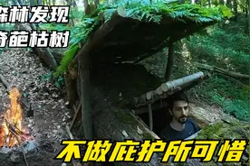 森林发现奇葩枯树，树干上建造完整的生存庇护所，居然防风又保暖视频封面