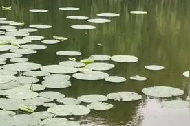 新部编八年语文上册第一单元，怎么学，学什么重点难点考点解析视频封面