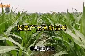 亩产可达3000斤，这个超高产玉米新品种，适应性好，种植范围广视频封面