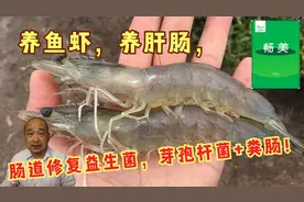 养鱼虾，养肝肠，肠道修复益生菌，芽孢杆菌+粪肠视频封面