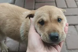 小奶狗全身箭毛胆大包天，葫芦头猫耳，是个小帅哥