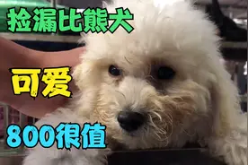宠物市场盘老板，3个月大的比熊只给他800，狗狗疫苗齐全太合适啦