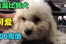 宠物市场盘老板，3个月大的比熊只给他800，狗狗疫苗齐全太合适啦视频封面