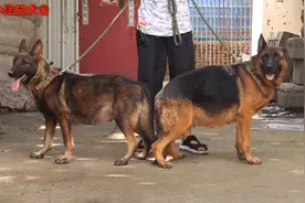 德牧最容易出现的问题：后腿无力，看完这个视频，找到了解药！