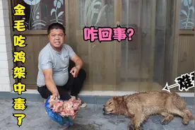小伙买了好多的鸡架，金毛吃了后头晕的不动了说中毒了，咋回事？视频封面