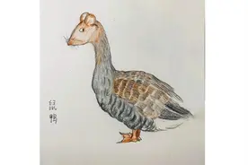 《指鼠为鸭》成语典故故事视频封面