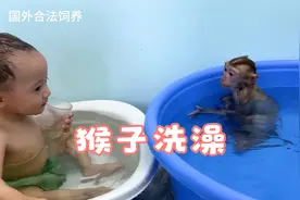 猴子真的是天生会游泳吗？