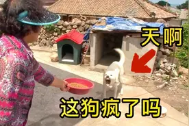 狗狗对女主人龇牙咧嘴，却对陌生男子撒娇卖萌，这背后有何原因？视频封面