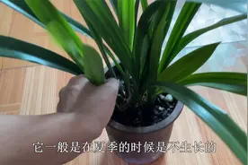 秋季养墨兰，做好促花“要点”，花芽快出土，开花香飘满屋视频封面
