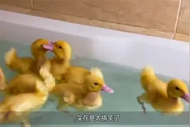 美女养十只小鸭当宠物，放浴缸中洗澡，真有意思！视频封面
