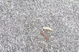 水蛭最怕的是盐？国外小伙做实验，结果水蛭直接脱水而死！