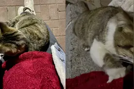 女子怀孕吸引流浪猫，使劲吸她的肚子并踩奶，猫：怀孕很难过冬哦视频封面