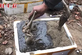 黑枣树为何很难栽活，牛叔这种方法能栽活吗？大家一起看看视频封面