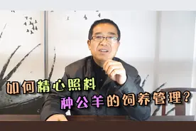 种公羊是羊场自繁自养不可缺少，如何精心照料种公羊的饲养管理？视频封面