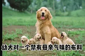 狗狗长大后认得自己的母亲吗