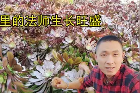 大片的法师多肉长疯了，形状太难看，抓紧上盆控型！视频封面