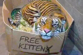 5个意外收养猛兽的人，免费收养的猫咪竟长成老虎，还敢撸猫？视频封面