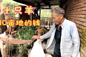 农村养10只羊，一年比种10亩地赚的多视频封面