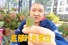 绣球花盆栽下部的叶片发白怎么回事？常规的处理方法是什么？