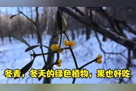 东北零下二十多度，采冬青时候到了，越冷越绿的植物，果实可甜了视频封面