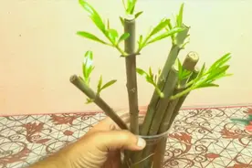 剪成光杆的几段夹竹桃枝条，扦插在小水杯里，半个月生根视频封面