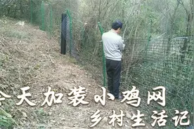 散养鸡场安装护栏就要完成了，今天加装小孔塑料网，防小鸡外逃视频封面