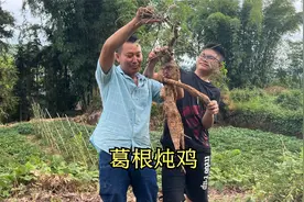 农村处处都是宝，五爹和二娃子挖到葛根，拿回家做成香甜的鸡汤视频封面