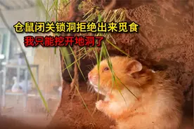仓鼠躲在地洞好几天不肯出来觅食，我只能挖开地洞了视频封面