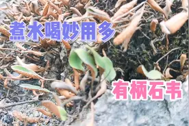 贵州高山上的有柄石韦，很多朋友都喜欢用它煮水当茶喝，到底为啥