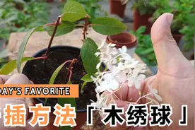 中华木绣球也可以扦插繁殖，这个方法帮助你一盆变多盆视频封面