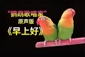 别嫌牡丹鹦鹉每天叽叽喳喳，其实它的叫声百转千回，韵律感十足呢