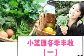 小菜园冬季丰收(一) ：种这些菜，冬天也可以大丰收