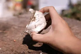 秋天适合种什么花卉？园艺师教你，种大花葱，花朵硕大美丽视频封面