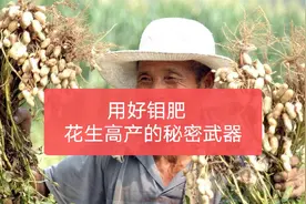 钼肥是花生高产的法宝，很多种植户都忽略了，科学用钼高产有保证视频封面