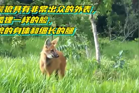 鬃狼具有非常出众的外表，狐狸一样的脸，狼的身体和细长的腿视频封面