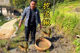 今天来到稻田里挖泥鳅，拿了个大盆装，还有点收获视频封面