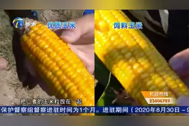 白玉米面里面藏“猫腻”，熬的粥不黏糊，原来问题出在玉米种植上视频封面