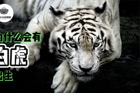 曾经赫赫有名的上古神兽白虎，如今为何只能在动物园里卖萌？视频封面