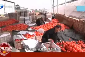 开封番茄滞销，8毛一斤卖不出去，菜农，本钱都赔了视频封面