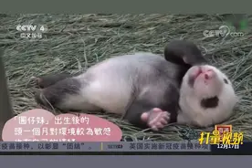 太萌！在台熊猫“圆宝”接受特训，预计元旦和游客见面|中国新闻