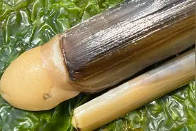 大海退潮后，大庆赶海抓到手掌一样大的蛏王，撒上一点盐还会跑