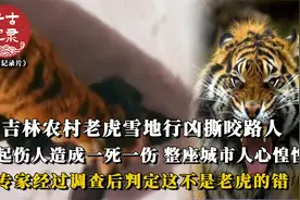 吉林老虎雪天发威，直接咬死一女子，专家说这是老虎天性，纪录片视频封面