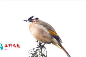 好听的鸟叫声，白头翁叫声，叫声清脆响亮悦耳动听视频封面